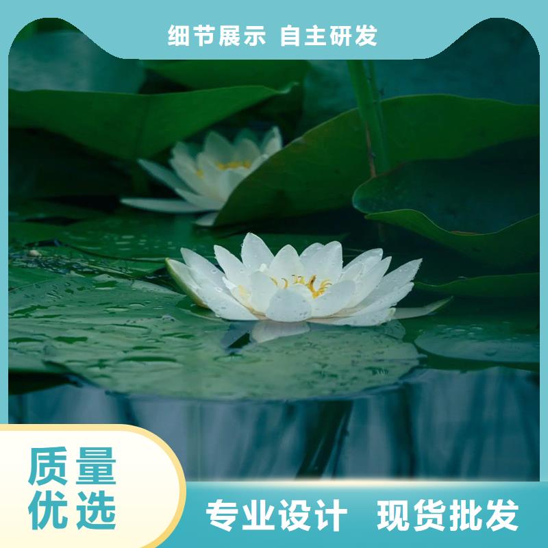口碑好荷花苗定制服务厂家