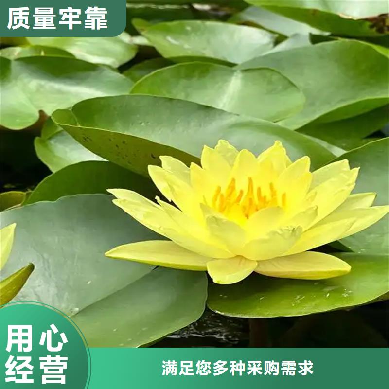 性价比高的盛夏荷花苗生产厂家