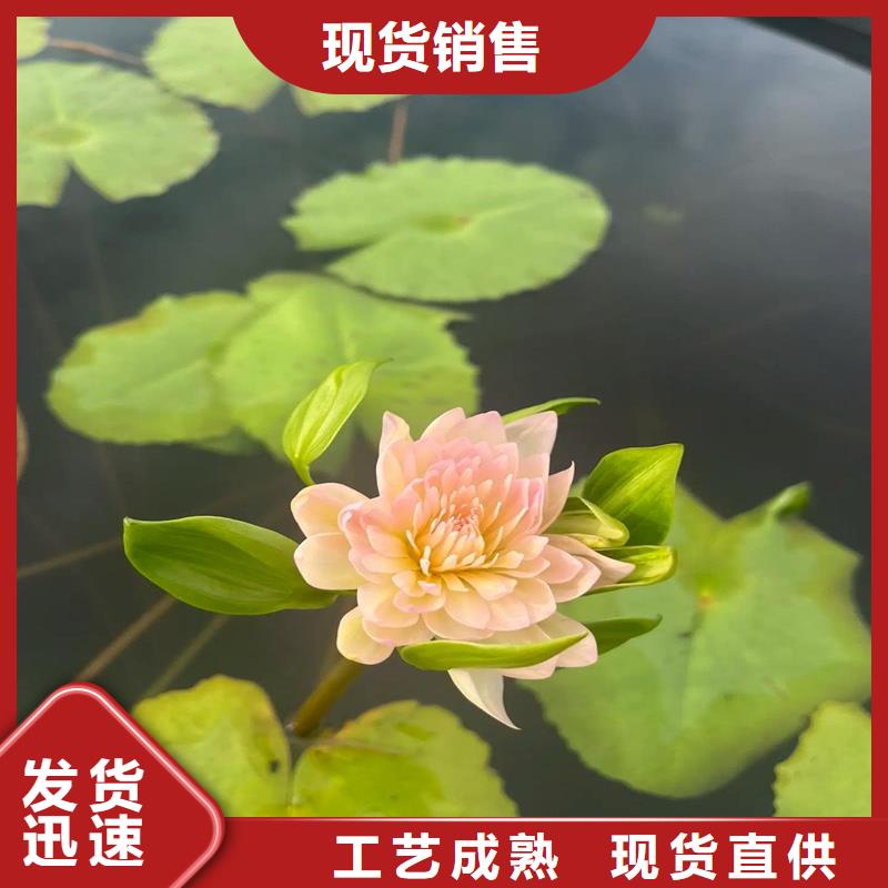 野生荷花苗厂家-价格合理