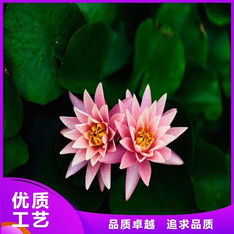 口碑好荷花苗定制服务厂家