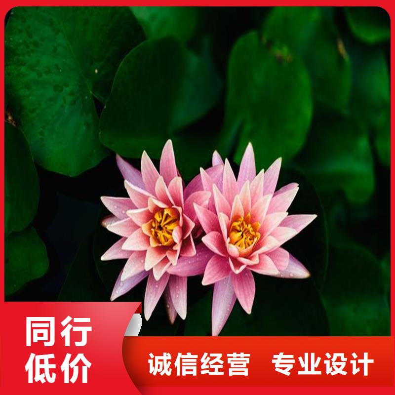 适应广荷花苗市场现货价格