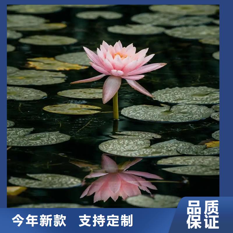 口碑好荷花苗定制服务厂家