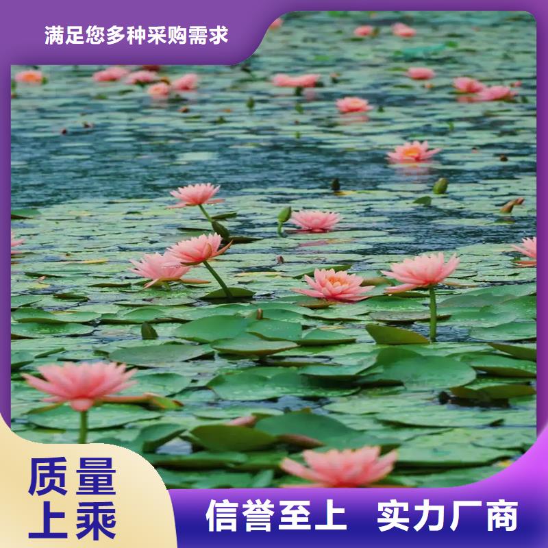 性价比高的盛夏荷花苗生产厂家