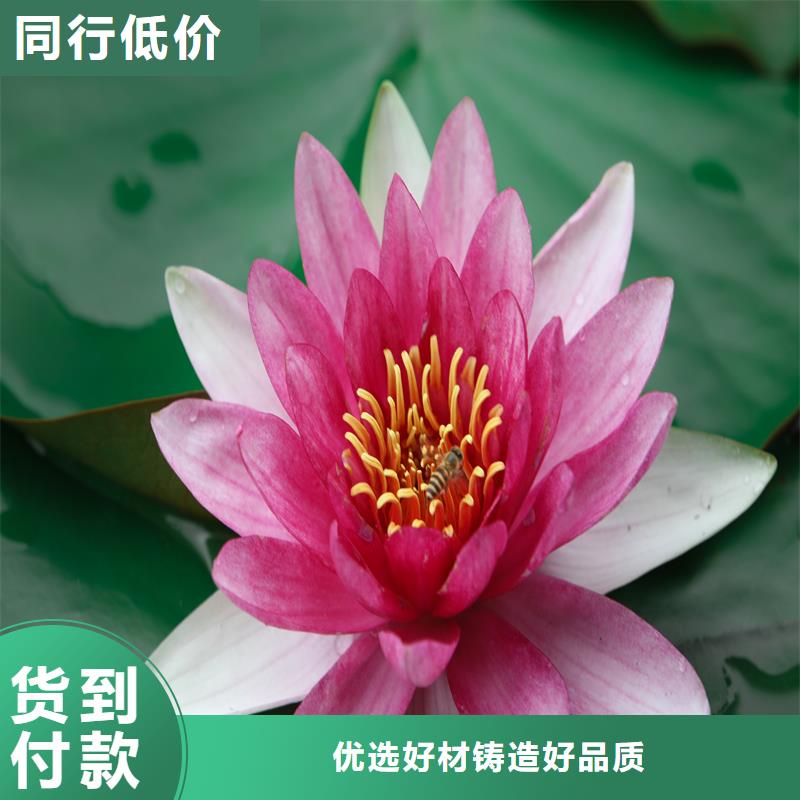 口碑好荷花苗定制服务厂家