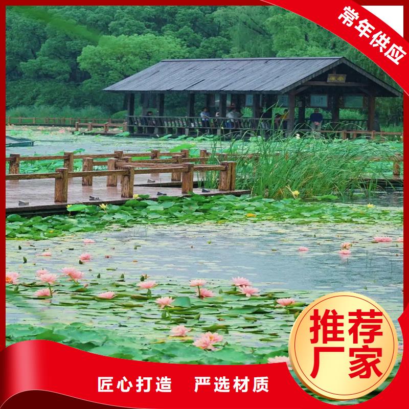 野生荷花苗厂家-价格合理