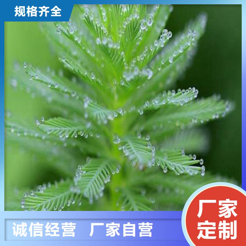 实力雄厚的麦黄草供货商