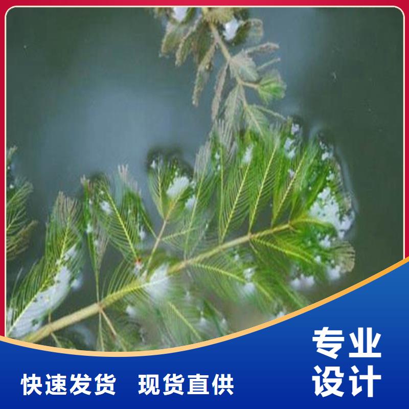 眼子菜合作厂家