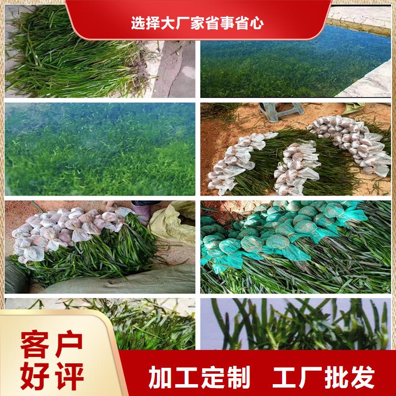 沉水植物供应商求