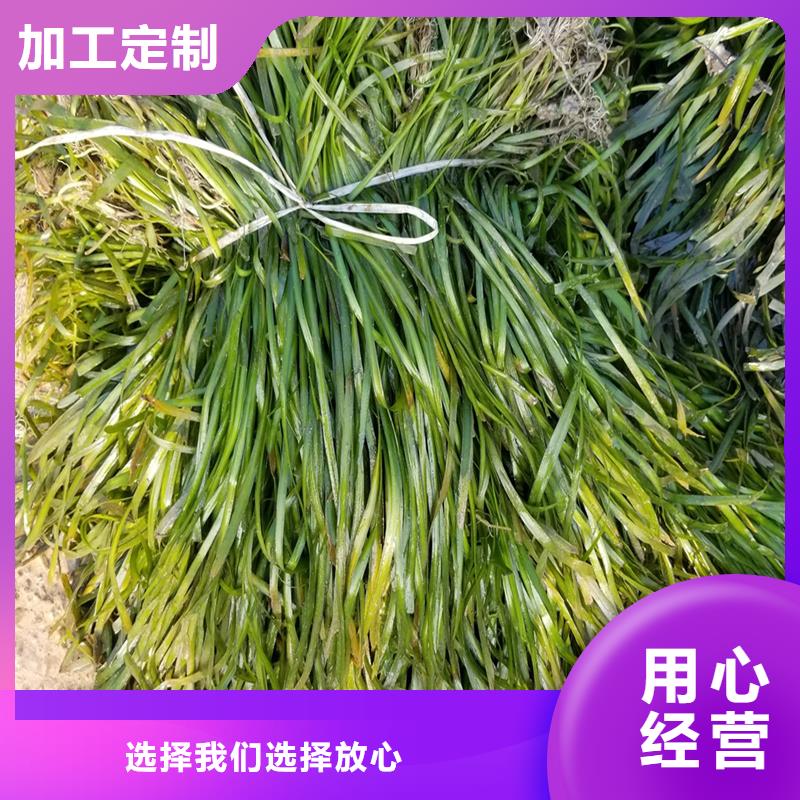 价格公道的眼子菜厂家