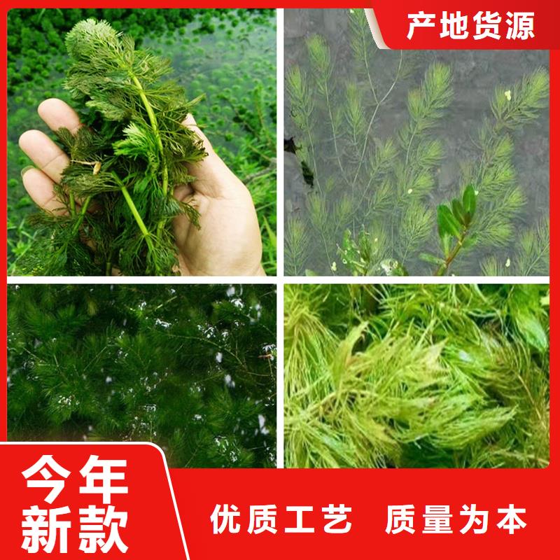 眼子菜合作厂家