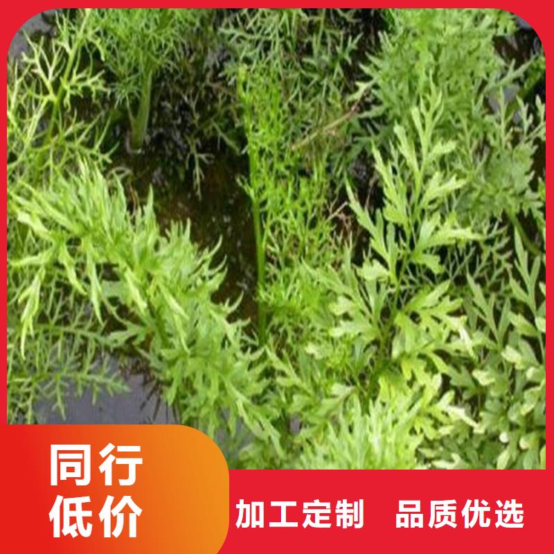 眼子菜合作厂家