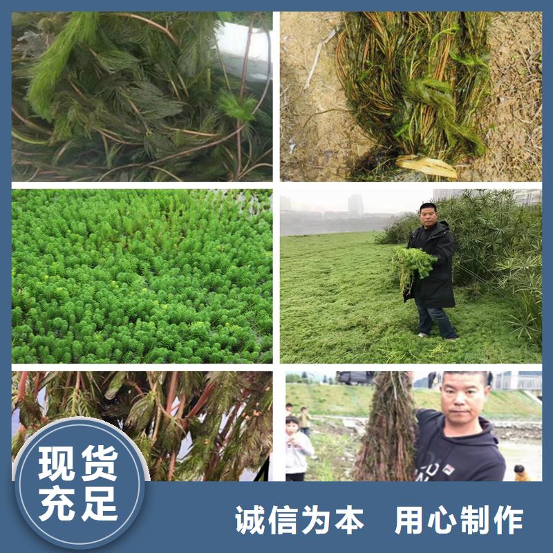 杉叶藻低价保真