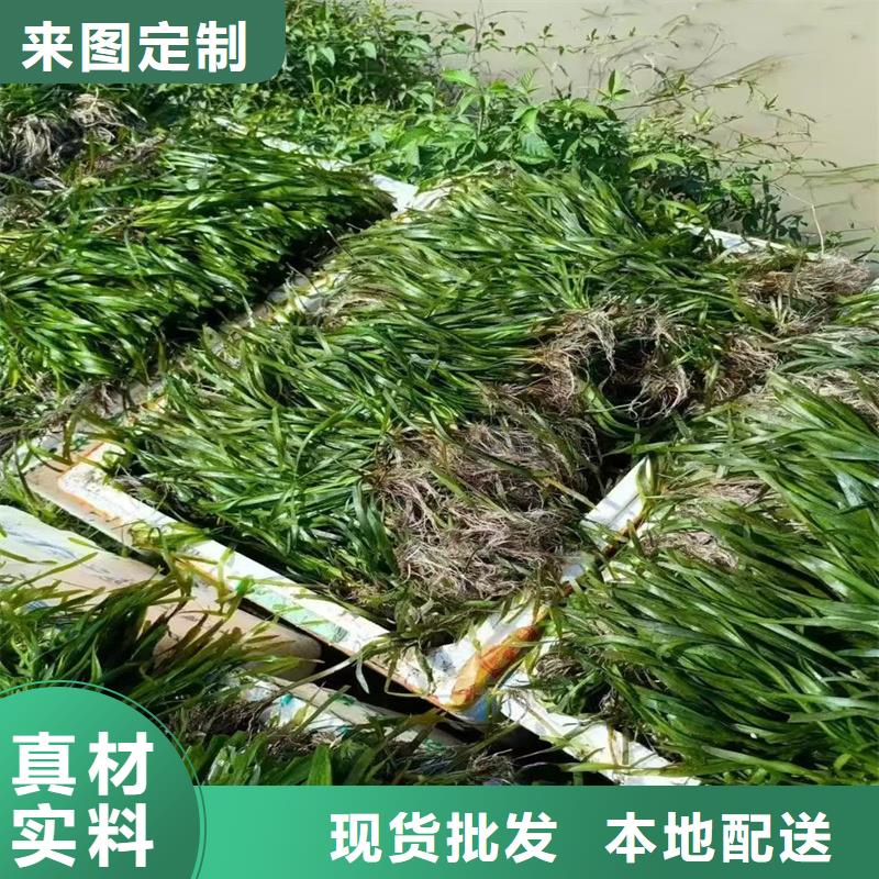 实力雄厚的麦黄草供货商