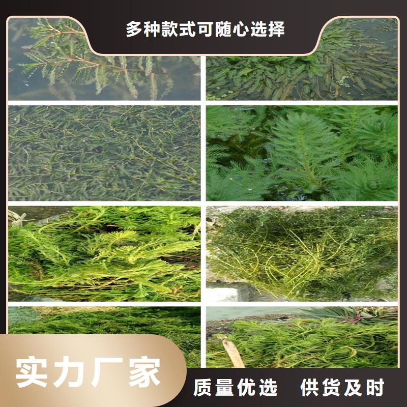 价格公道的眼子菜厂家