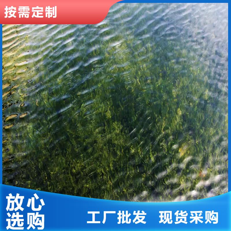 价格公道的眼子菜厂家