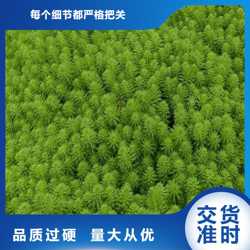 伊乐藻质量可靠的厂家