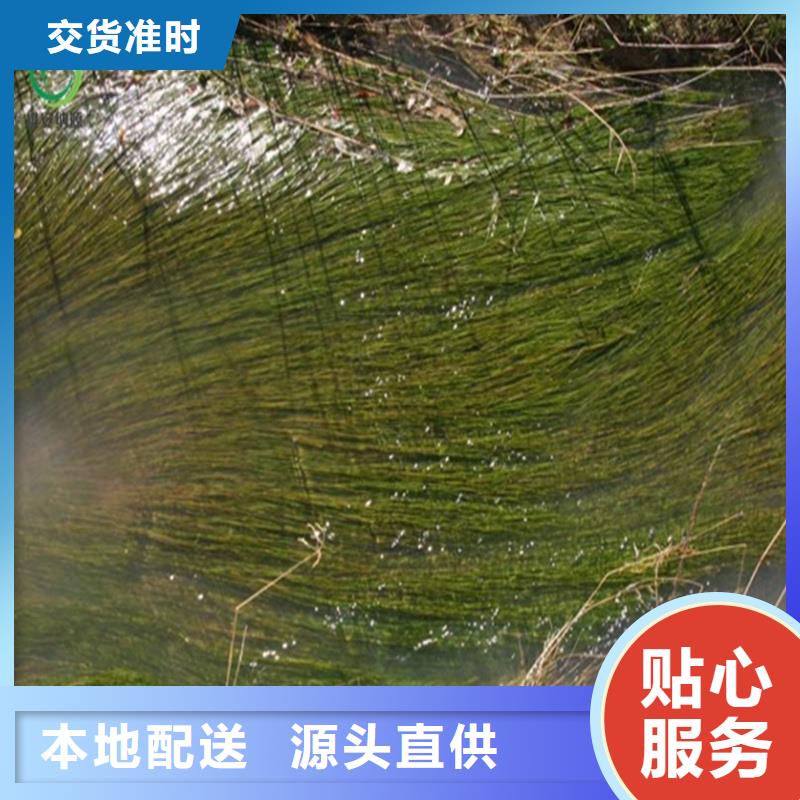 沉水植物供应商求