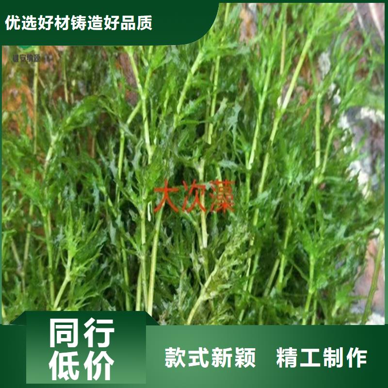 眼子菜合作厂家