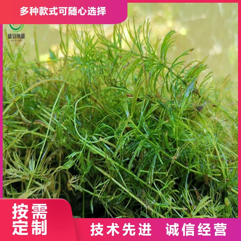 沉水植物供应商求