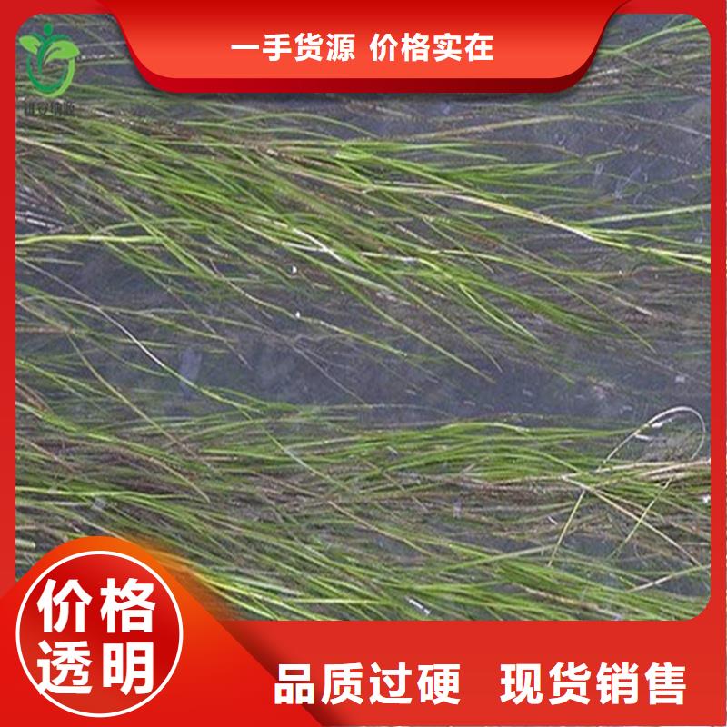 实力雄厚的麦黄草供货商