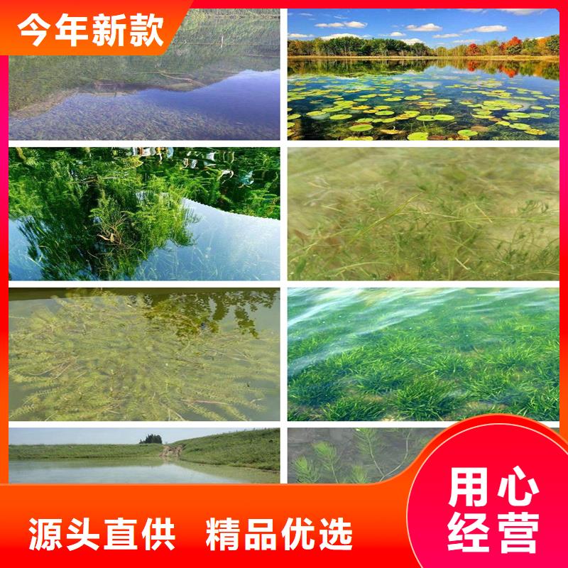 实力雄厚的麦黄草供货商