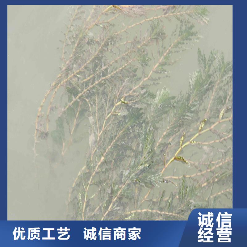 杉叶藻低价保真