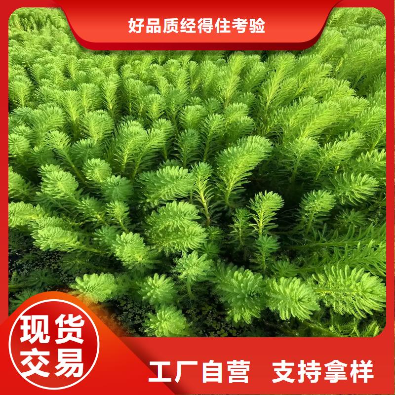 伊乐藻质量可靠的厂家