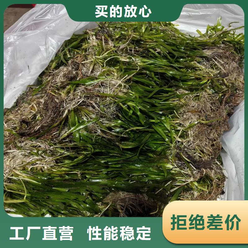 2025质优价廉#马来眼子菜制造商#来图定制