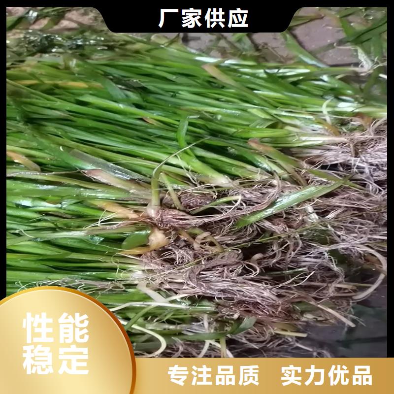 实力雄厚的麦黄草供货商
