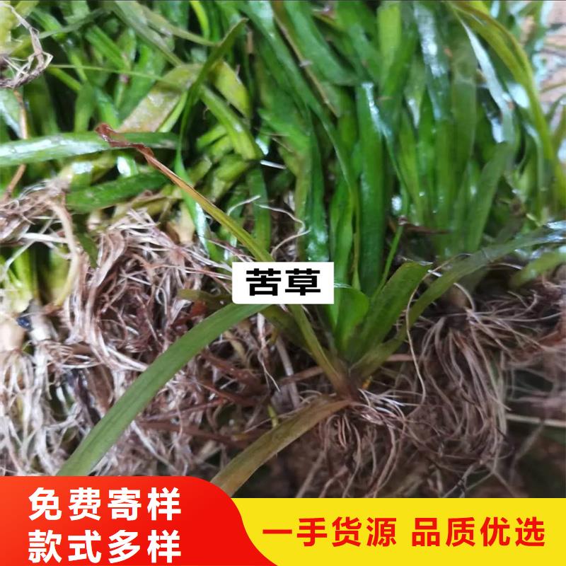 2025质优价廉#马来眼子菜制造商#来图定制