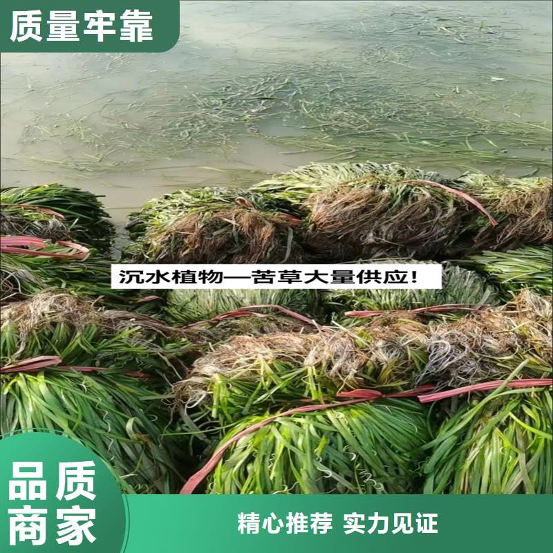 2025质优价廉#马来眼子菜制造商#来图定制