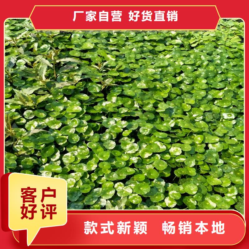 2025质优价廉#马来眼子菜制造商#来图定制