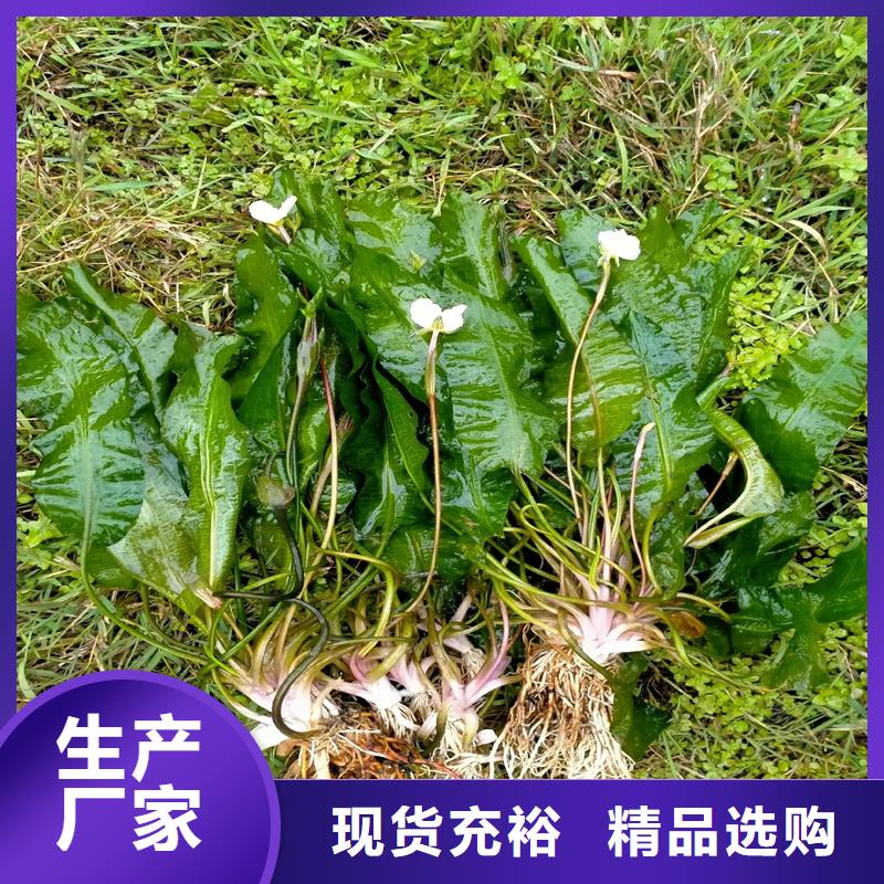 价格公道的眼子菜厂家