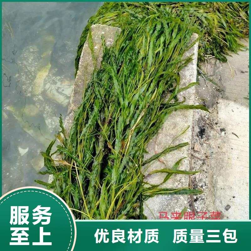 价格公道的眼子菜厂家