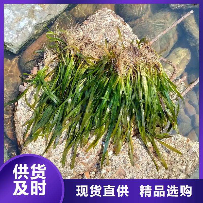 价格公道的眼子菜厂家