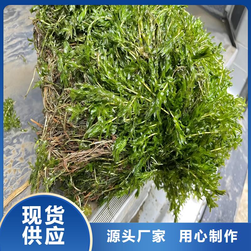 沉水植物供应商求