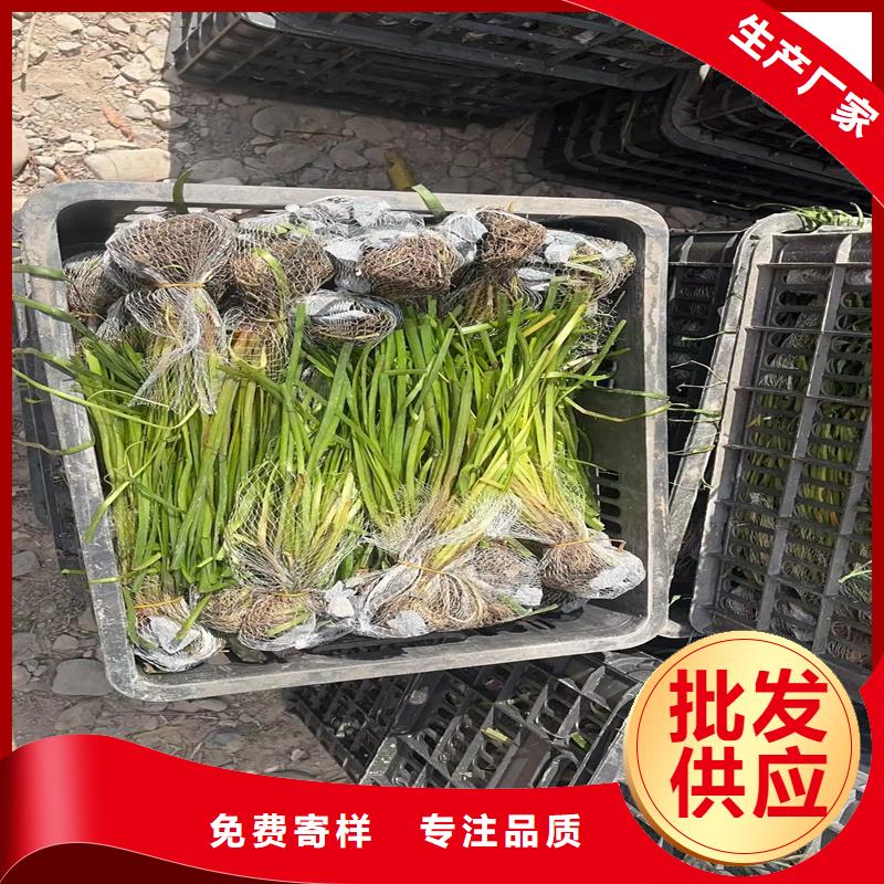 杉叶藻低价保真