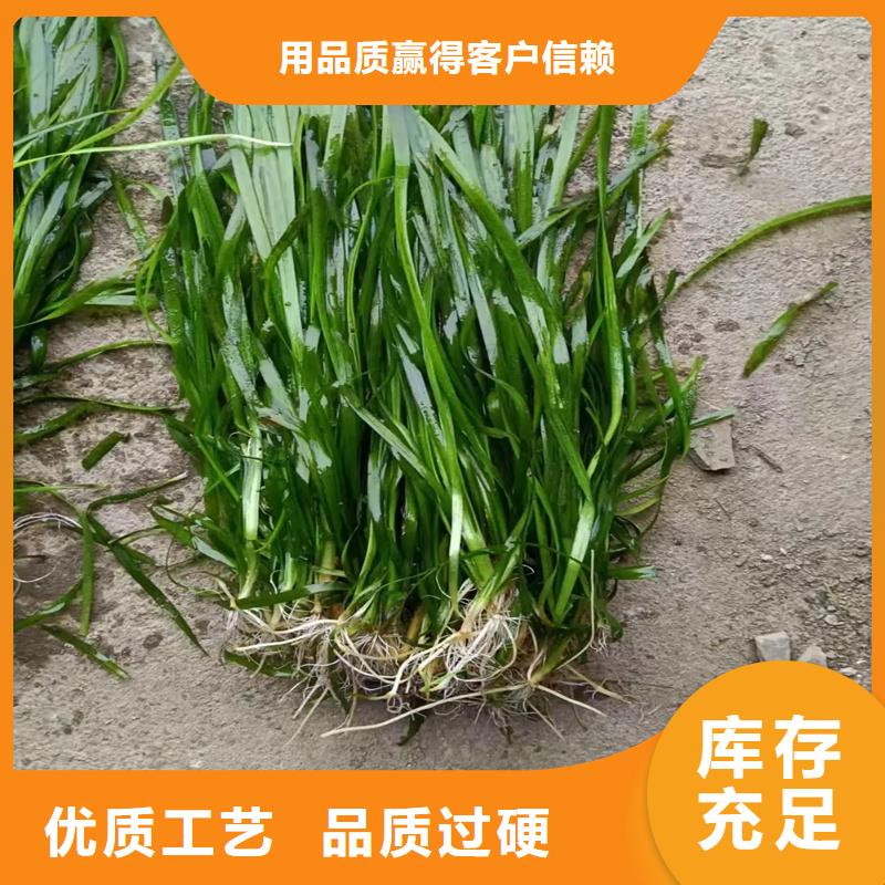 眼子菜合作厂家