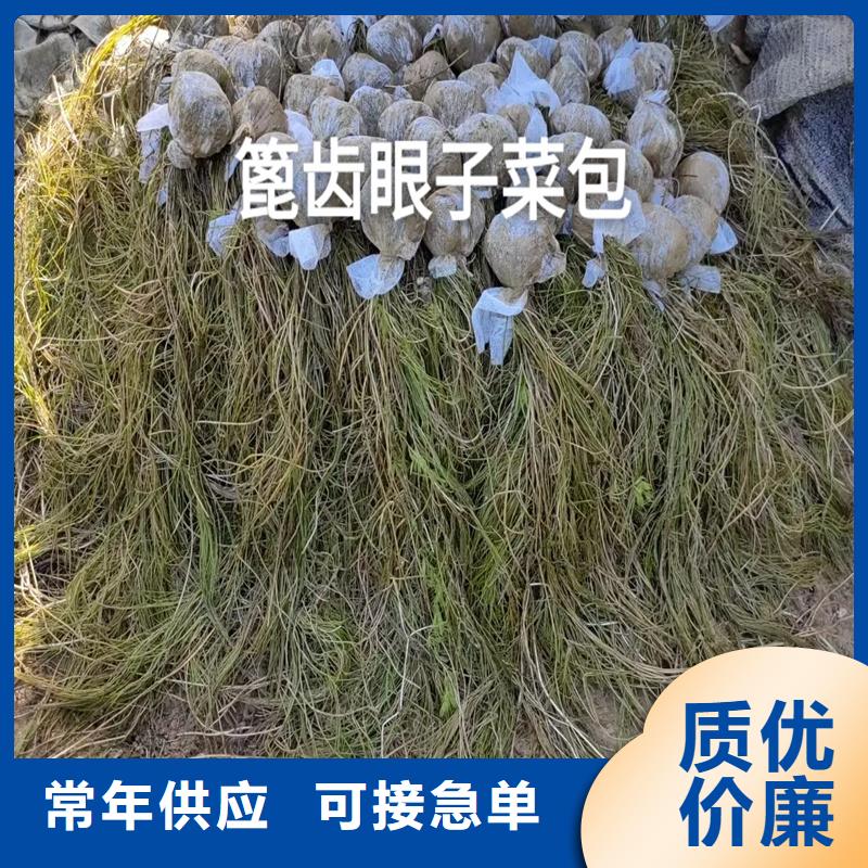 价格公道的眼子菜厂家