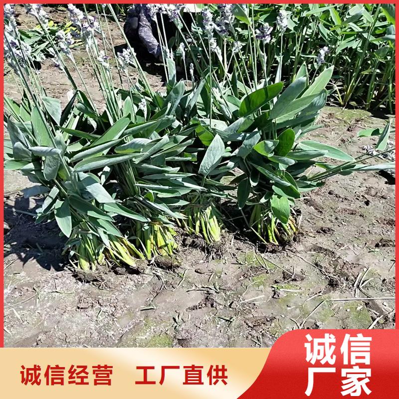 杉叶藻低价保真