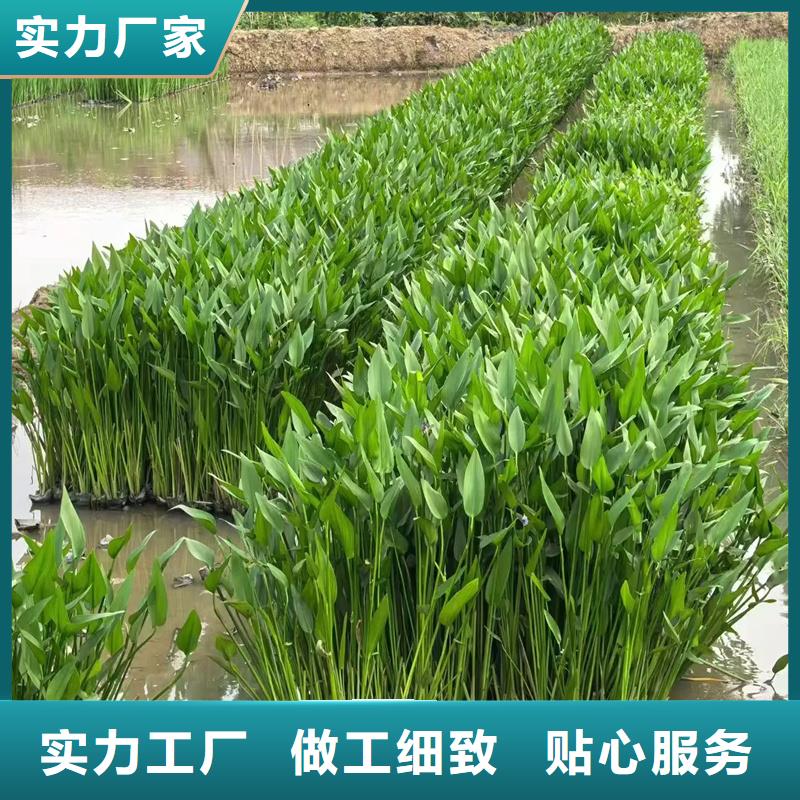 眼子菜合作厂家