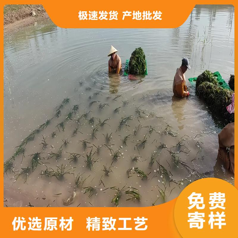 2025质优价廉#马来眼子菜制造商#来图定制