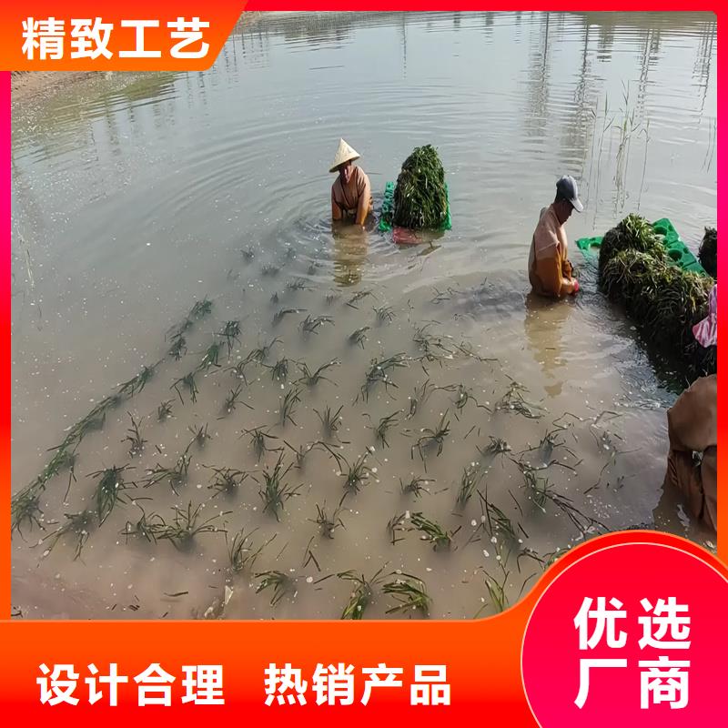 实力雄厚的麦黄草供货商