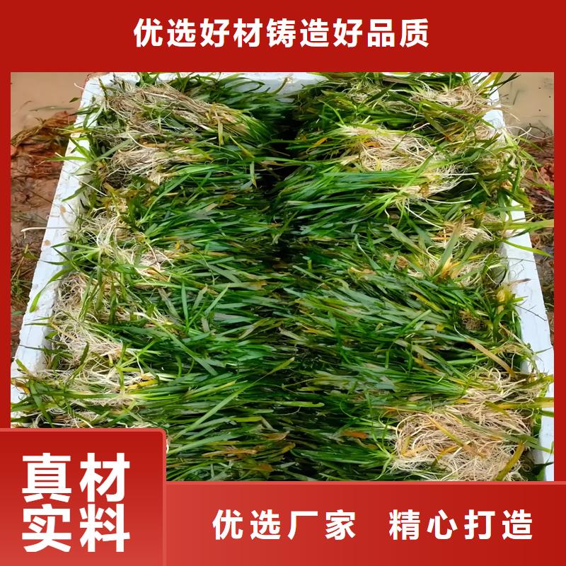实力雄厚的麦黄草供货商
