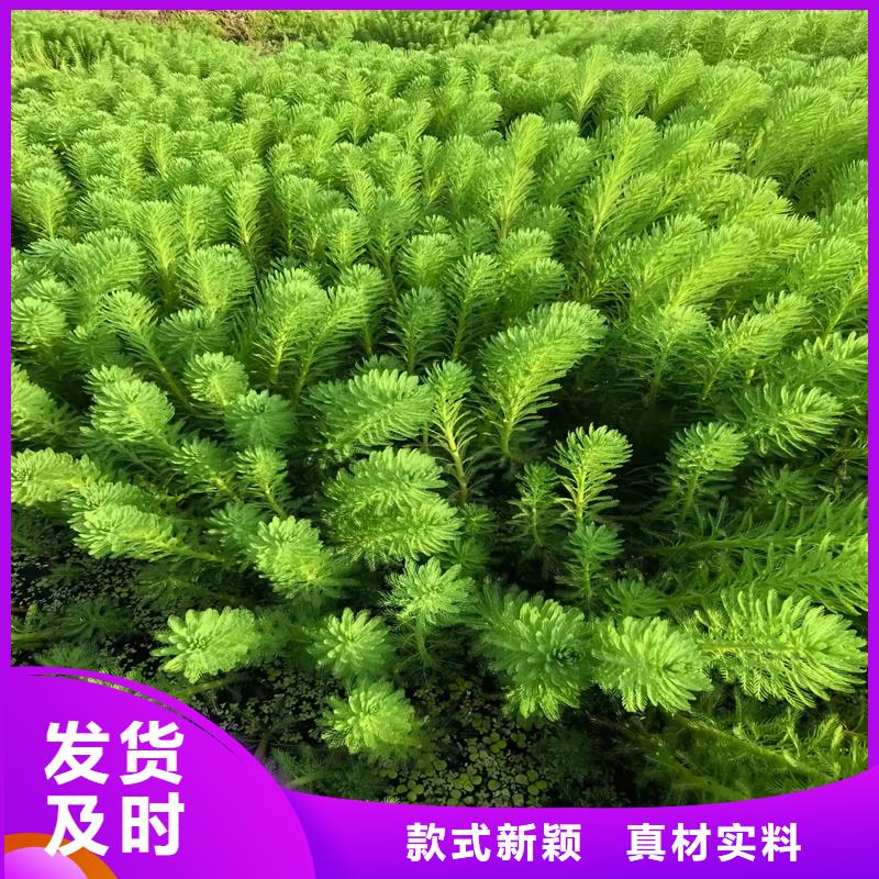 伊乐藻质量可靠的厂家