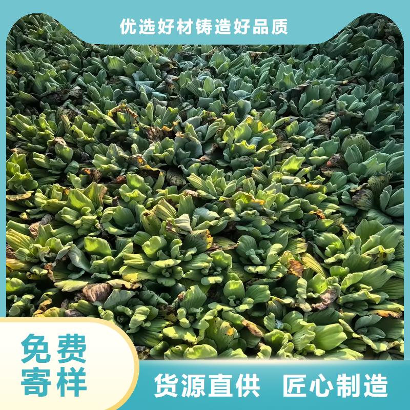 眼子菜合作厂家