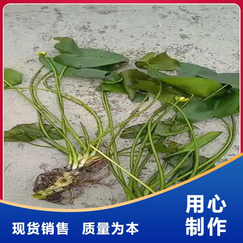 伊乐藻质量可靠的厂家