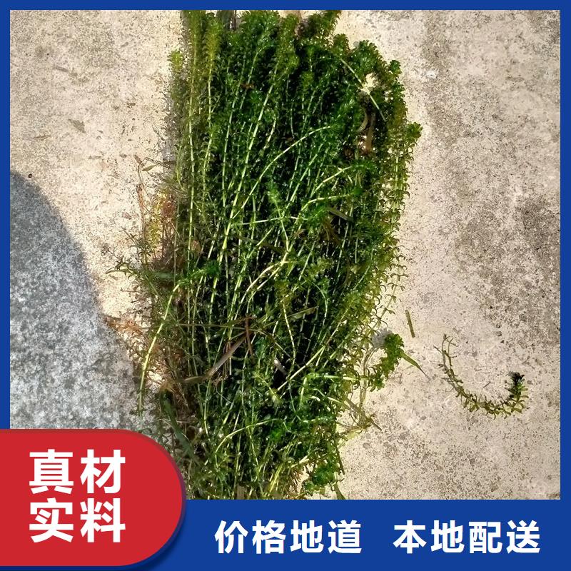 2025质优价廉#马来眼子菜制造商#来图定制