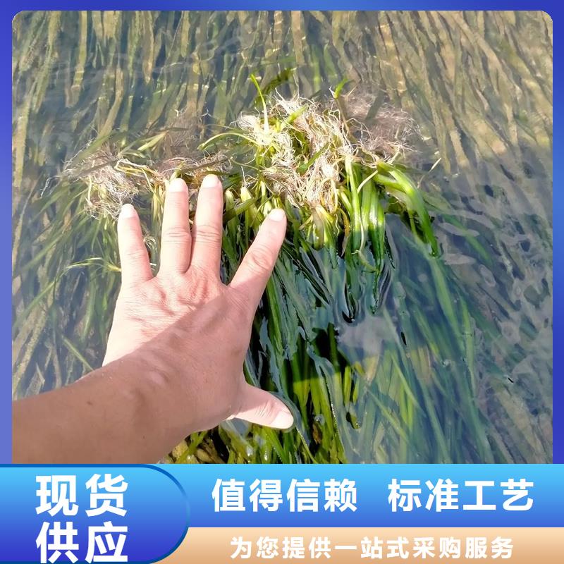 实力雄厚的麦黄草供货商
