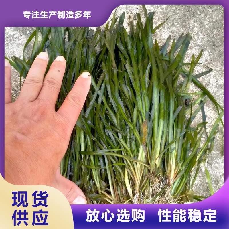 眼子菜合作厂家